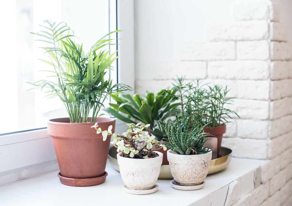 Succulents