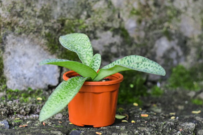 Silver Squill Plant (3 Inch)- Ledebouria Socialis | Buy Plant Online ...