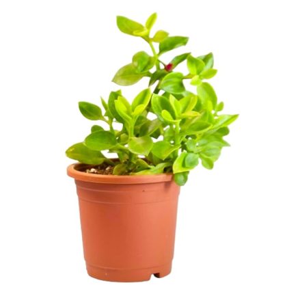 Baby Sun Rose Live Plant | Aptina Cordifolia | Heart Leaf Ice Plant with 4 inch Pot