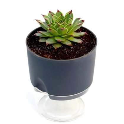 Red Tip Laxmi Kamal Plant | Lakshmi Kamal Succulent Plant with Pink Oval Pot