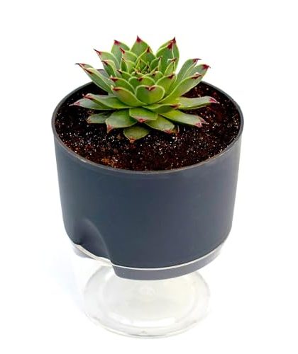 Red Tip Laxmi Kamal Plant | Lakshmi Kamal Succulent Plant with Pink Oval Pot