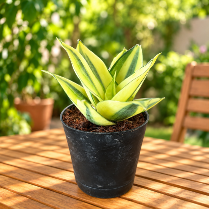 Spider Plant