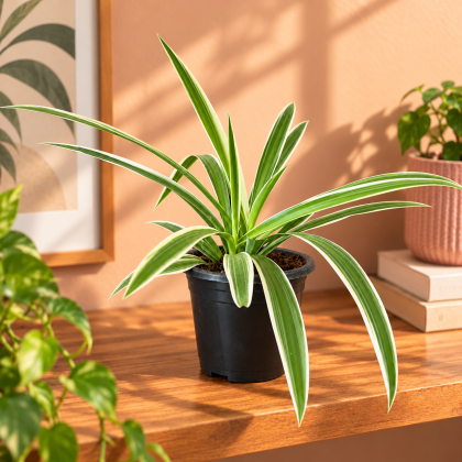 Spider Plant
