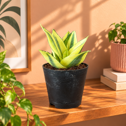 Golden Dwarf Snake Plant