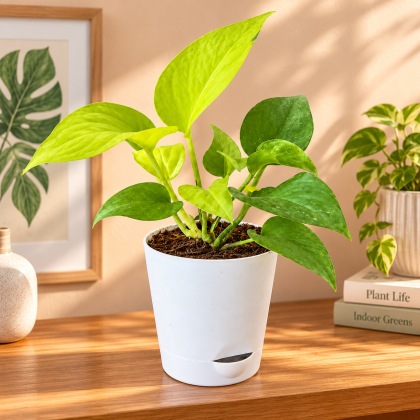 Golden Money Plant in White Self-Watering Pot