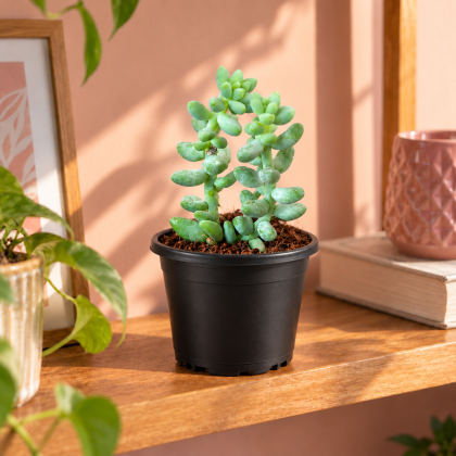 Sedum Donkey tail Plant