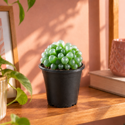 Haworthia Mirror Succulent