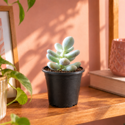 Moon Stone Succulent (Pachyphytum Oviferum),