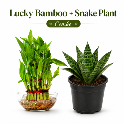 Lucky Bamboo + Snake Plant Combo