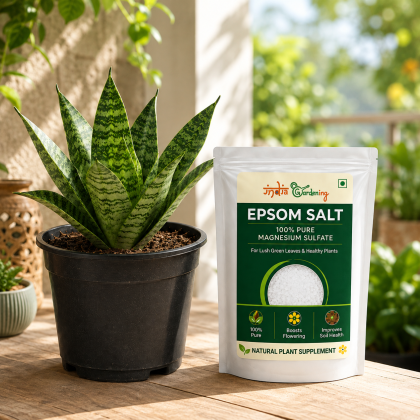 Snake Plant & Epsom Salt Combo