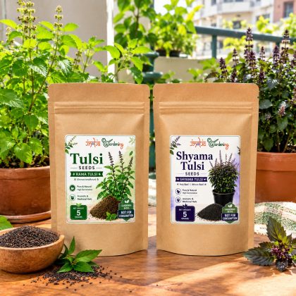Tulsi Seeds Combo: Rama Tulsi & Shyama Tulsi (Holy Basil) Gardening Seeds