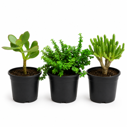 Succulent Trio Combo (Jade Plant, Elephant Bush, String of Fingers