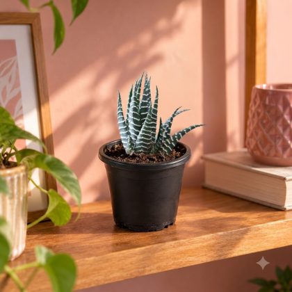 Zebra Cactus Succulent Plant